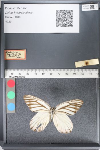 Media type: image;   Entomology 129992